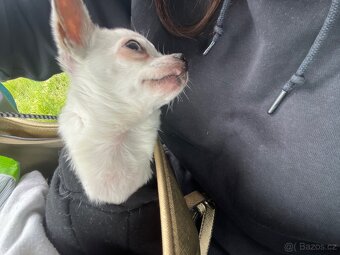 🐾Čivava maminka Marilyn a její dcera Barbie - 6