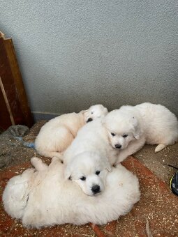 Prodám štěňata Slovenského čuvače - 6