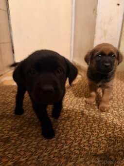 Štěňata REZERVACE - 6
