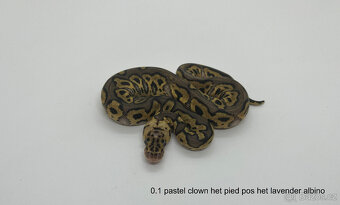 Krajta královská (Python regius) - 6