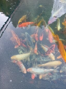 Koi kapr - 6