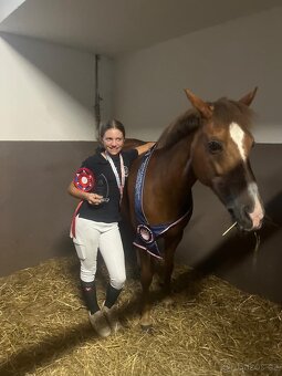 Zkušená pony B klisna - 6