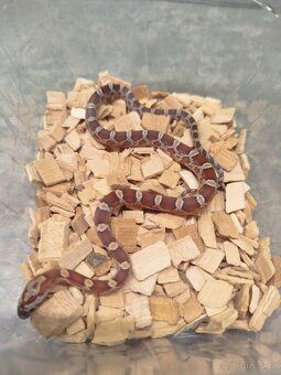 Užovky červené 8/25 classic a diffused - 6