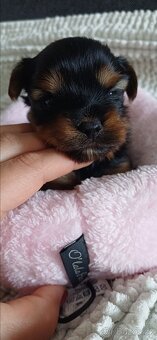 Jorkšírský Yorkšírský teriér - 6