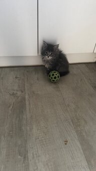 Mainská mývalí - 6