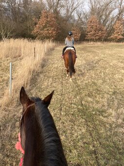 Pastevní ustájení - 6