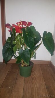 Anthurium - 6