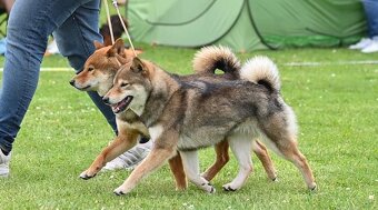 Shiba s FCI PP - 6