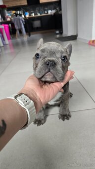 Štěňátka francouzského buldočka – barva blue 🐾 - 6