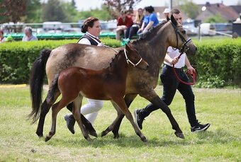 Klisna ,pony,WPBr - 6