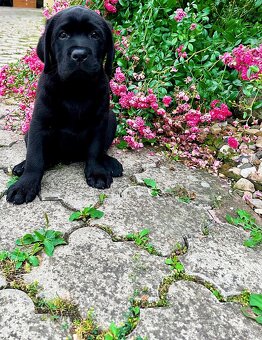 IHNED K ODBĚRU Labradorský Retriever s PP - 6