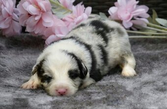 Border kolie - štěňátka s průkazem původu - 6