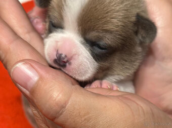 Čivava s PP, krásná štěňátka k odběru. - 6