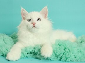 Sibiřská kočka - Něvská Maškaráda - 6