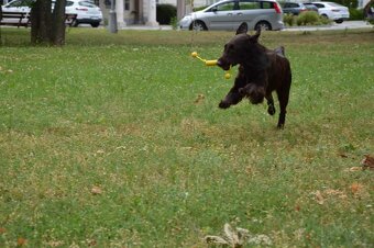 FLAT coated retriever -Černá a hnědá šť s PP - 6