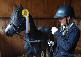 Valach Welsh pony, sekce B k prodeji - 6