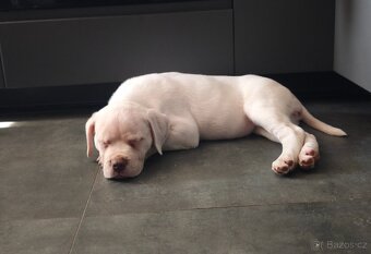 American Bully XL TOP rodokmen originál ABKC USA - 6