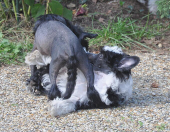 Čínský chocholatý pes osrstěný (labutěnka) pejsek s PP - 6