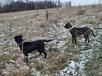 2 fenečky štěňátka - 6