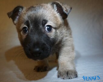 Štěňata s PP plemene MEDI - 6