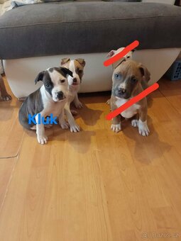 Stafordšírský bulteriér - 6