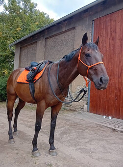 10letý valach A1/1 - 6