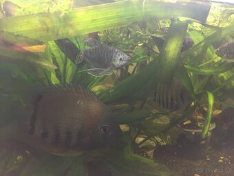 Prodám levně ryby a vodní rostliny - 6