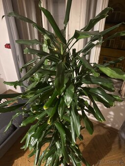 Dracena - dračinec 180 cm vysoká pokojová rostlina - 6