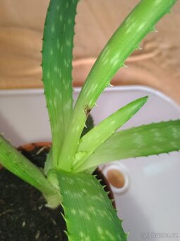 Aloe Vera - 6