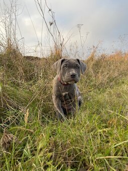 Bandog - 6