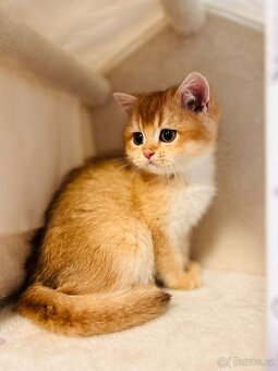 Luxusní britská golden koťátka, s PP pro chov k odbery hned - 6