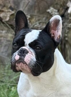 Francouzský buldoček s PP ( FCI ) - 6