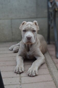 Americký BANDOG - 6