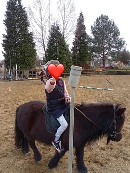 PONY SHETLAND - 6
