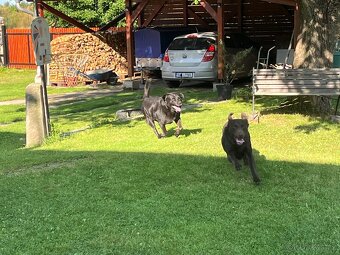 Volná fena labradora bez PP - po zrušené rezervaci - 6