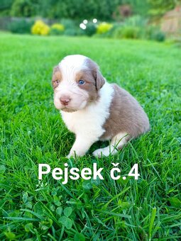 Australský ovčák - štěňata bez PP - 6