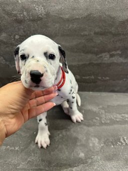 🐾 DALMATÍNSKE ŠTENIATKA S PP – VRH "A" 🐾 - 6