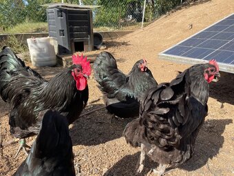 Kohouti Australka velká černá a modrá - 6