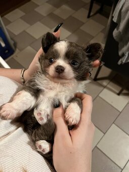 2x dlouhosrstý pejsek s PP FCI, čivava - 6