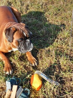 Německý boxer - krytí - 6