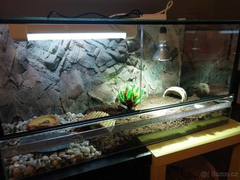 Želva zelenavá - 6