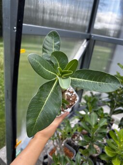 Adenium arabicum - 6
