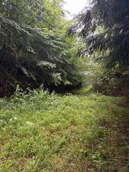 Prodej lesa Drnovice u Valašských Klobouk - 2294m2 - 6