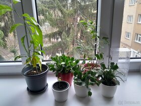 Prodám 29 pokojových rostlin různých druhů a velikostí - 6
