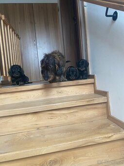 Štěně jezevčík drsnosrstý bez PP - 6