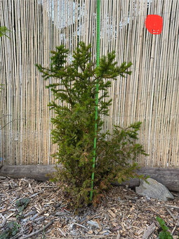 Tis červený - Taxus baccata - 6