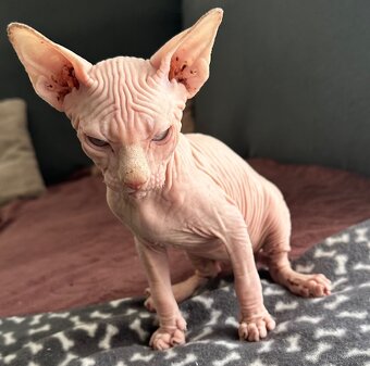 Koťata Kanadský Sphynx - 6
