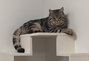 Britská koťata - 6