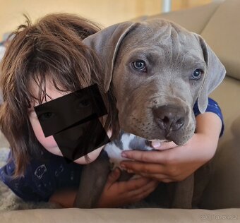Top pes American bully XL s PP - 6