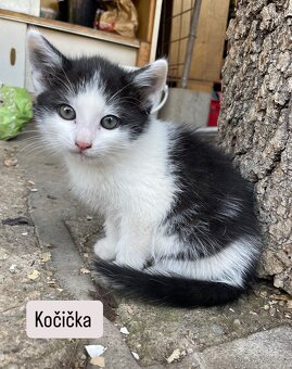 Koťata - 6